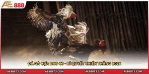 Đá Gà Cựa Dao C1 - Bí Quyết Chiến Thắng 2026